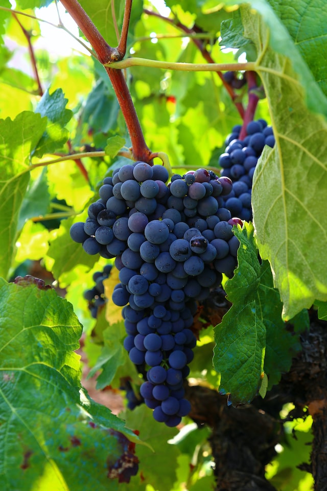 Grapes - Weintrauben