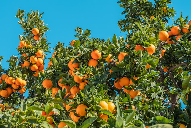 Orangen - Oranges
